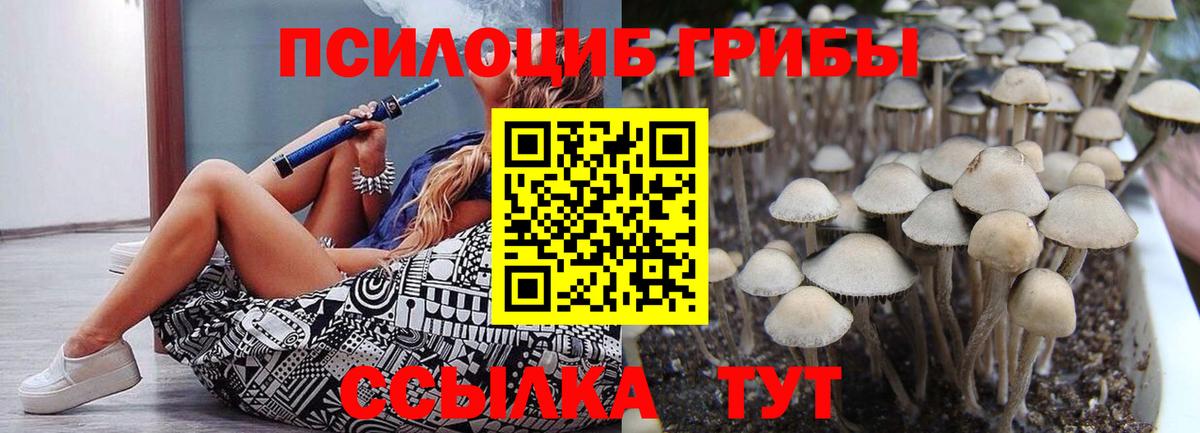 Саранск  Псилоцибиновые грибы Psilocybe  Вход с VPN 